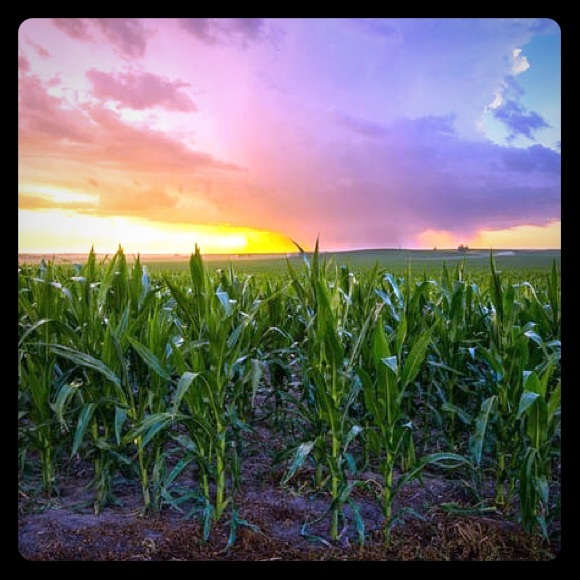 Meet your Posher, Megan - Picture 1 of 1